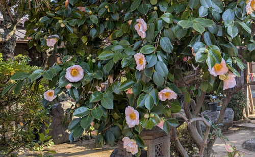 Pxl_20260118_044133228 Pxl_20260118_044133228