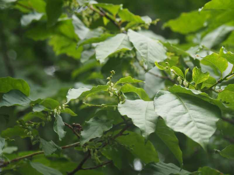 P5234038