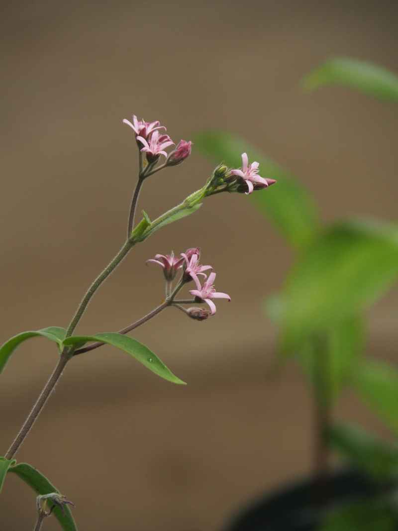 P6065161