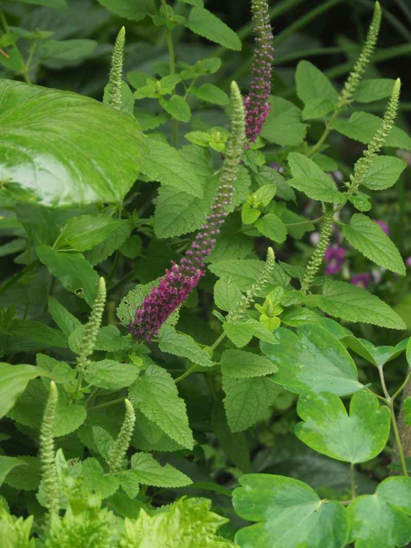 P6065166