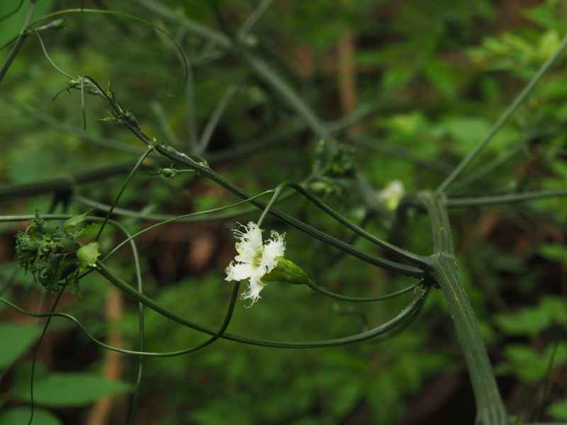 P6246043