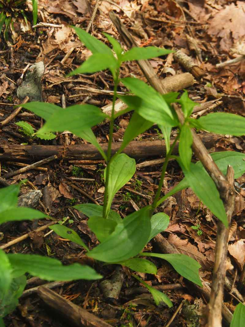 P6246064