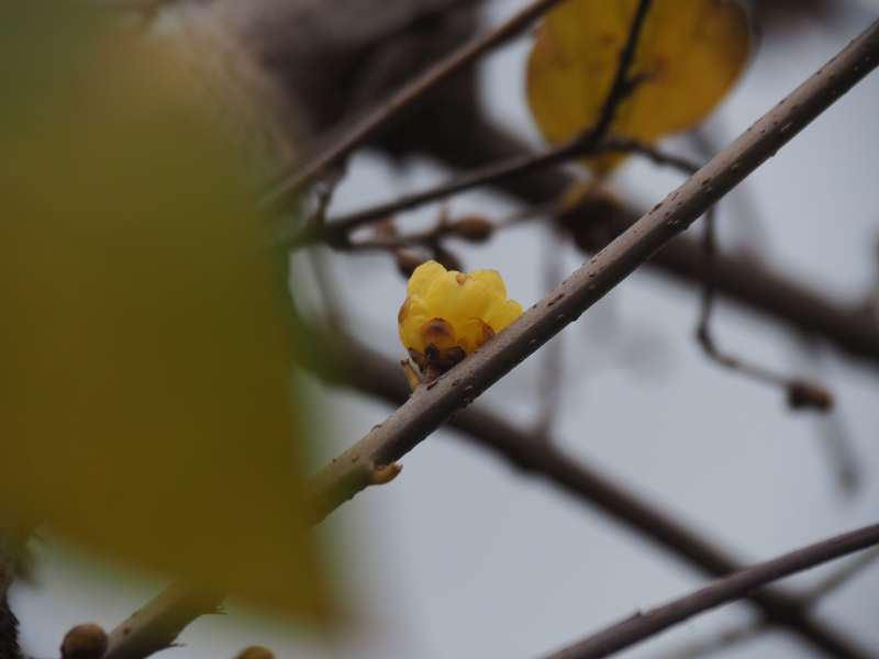 P1017404b