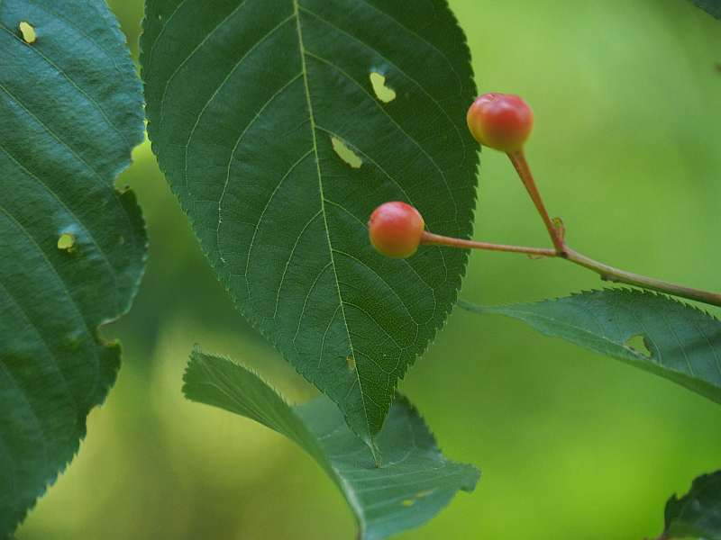 P6056944