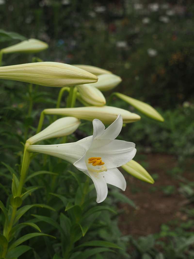 P6067052