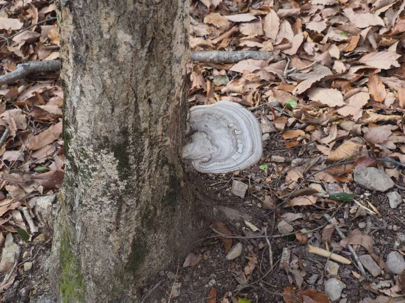P2068822