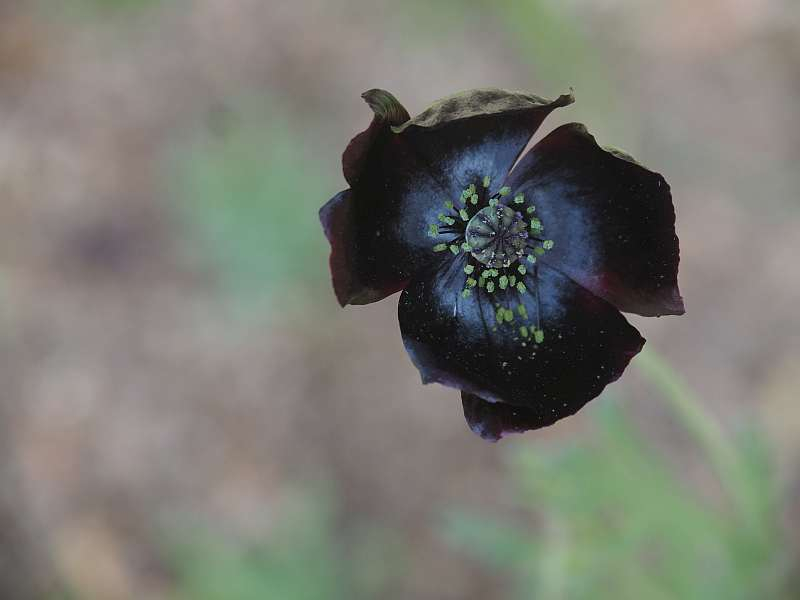 P4072070