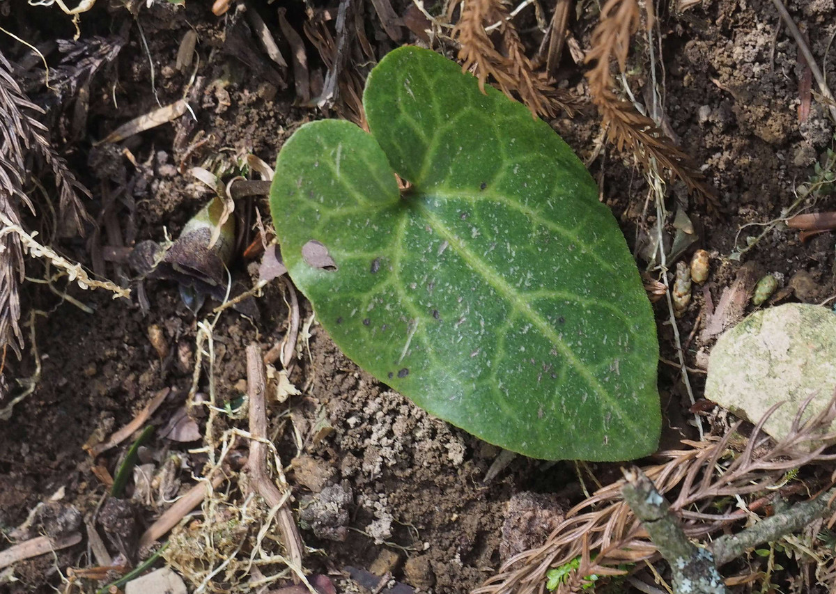 P4092378