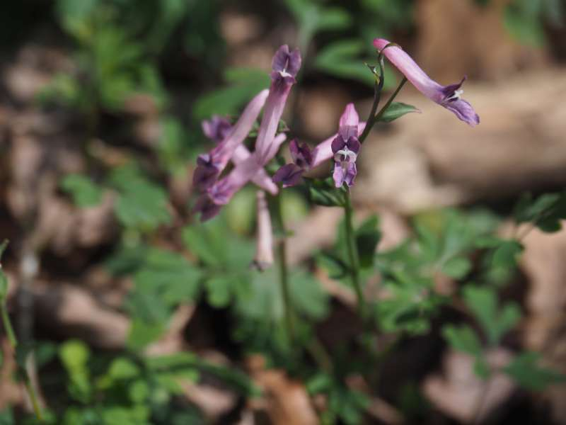P4041753