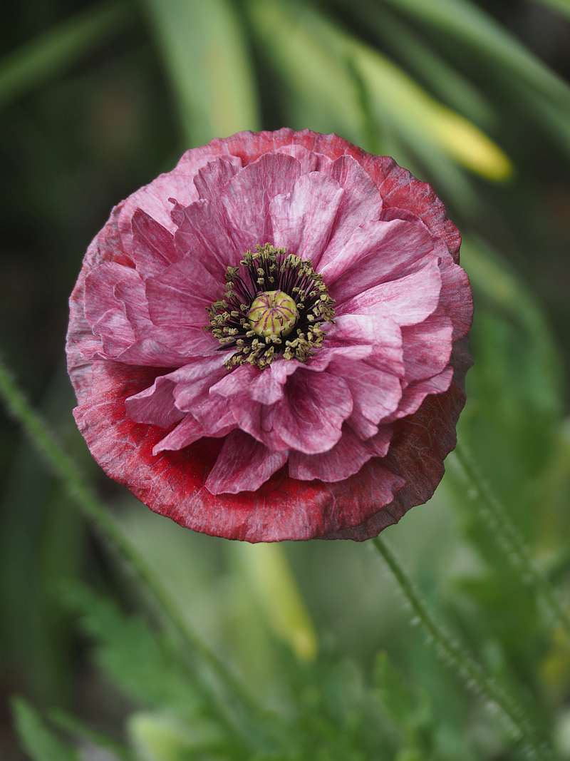 P4203470