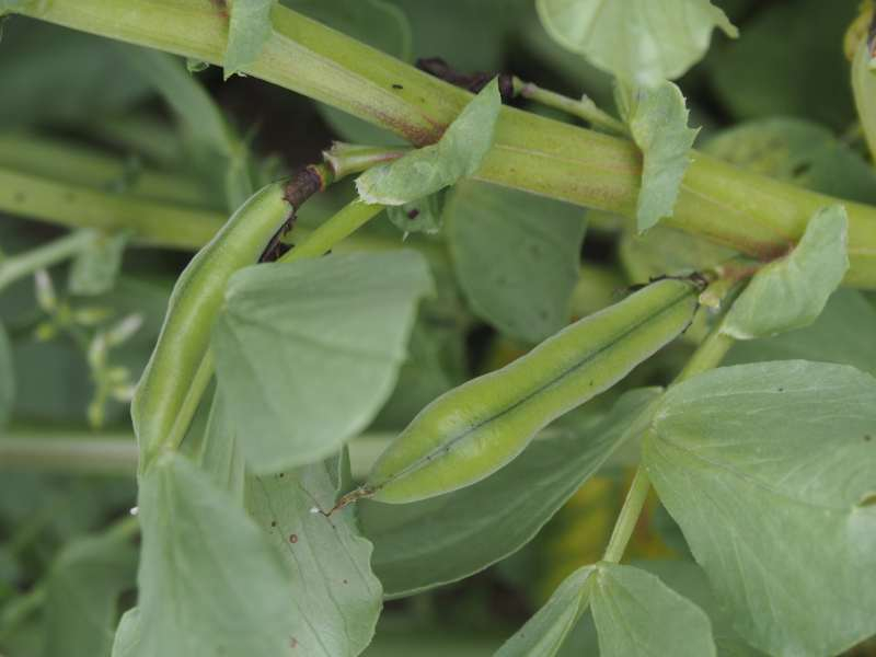 P4203493