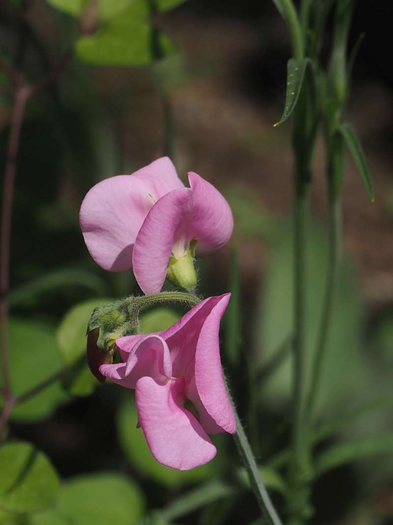 P4213533
