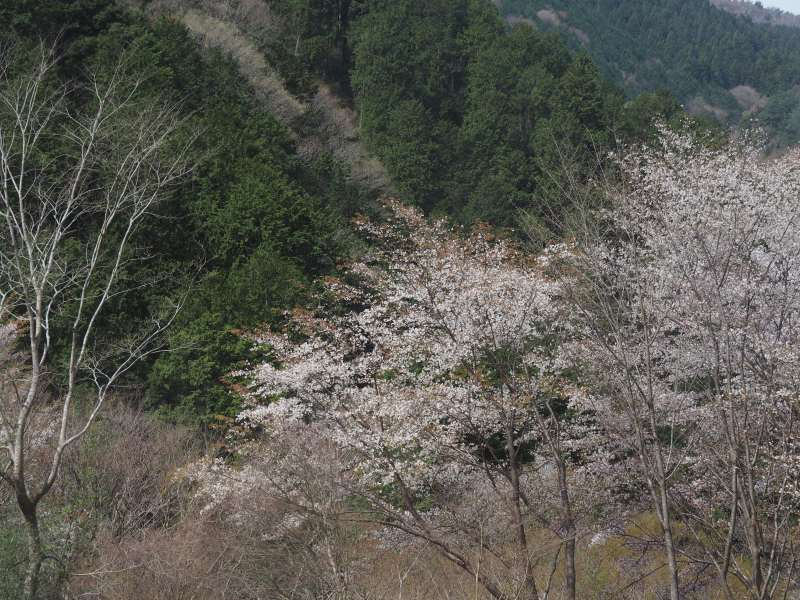 P4122590