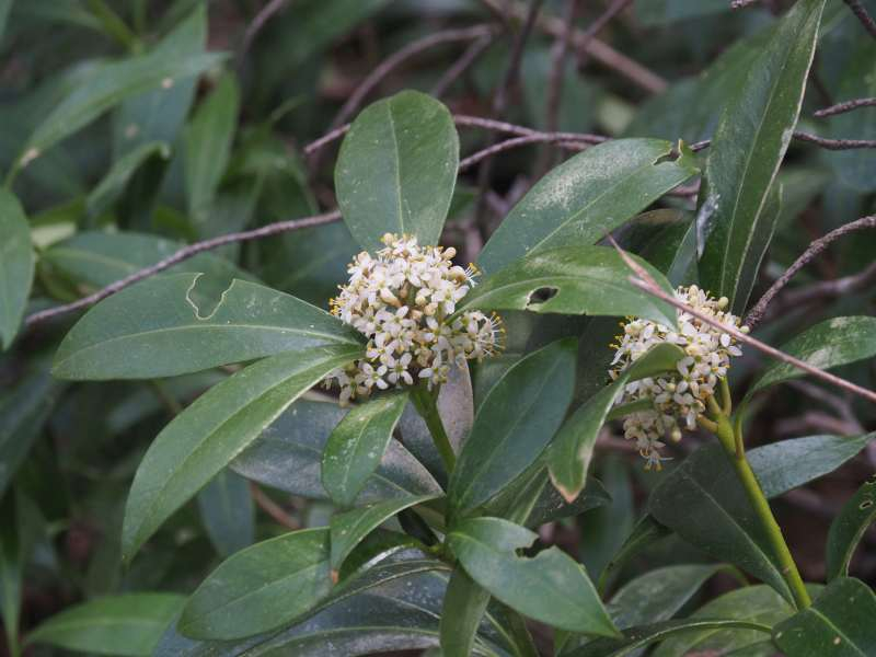 P4122619