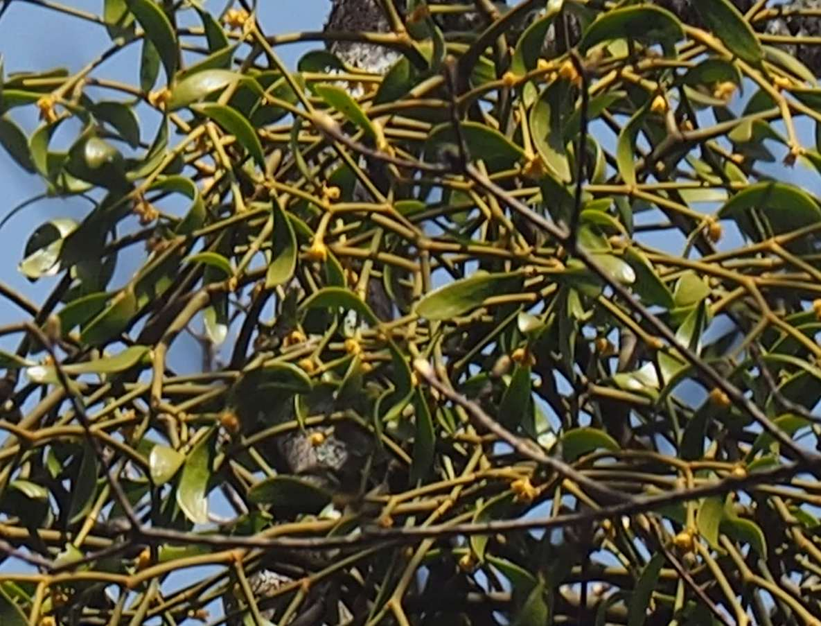 P4122632_2