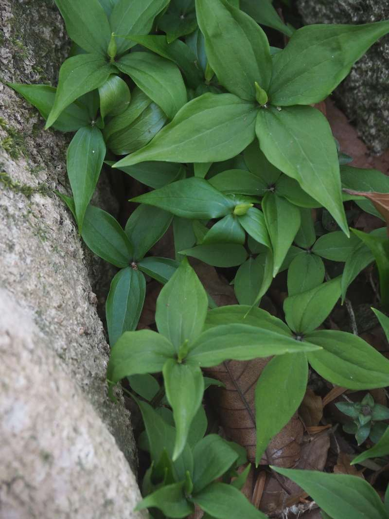 P4122655