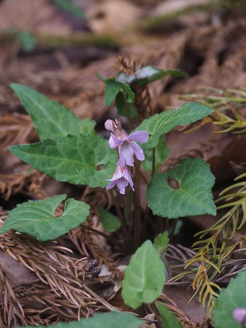 P4122598