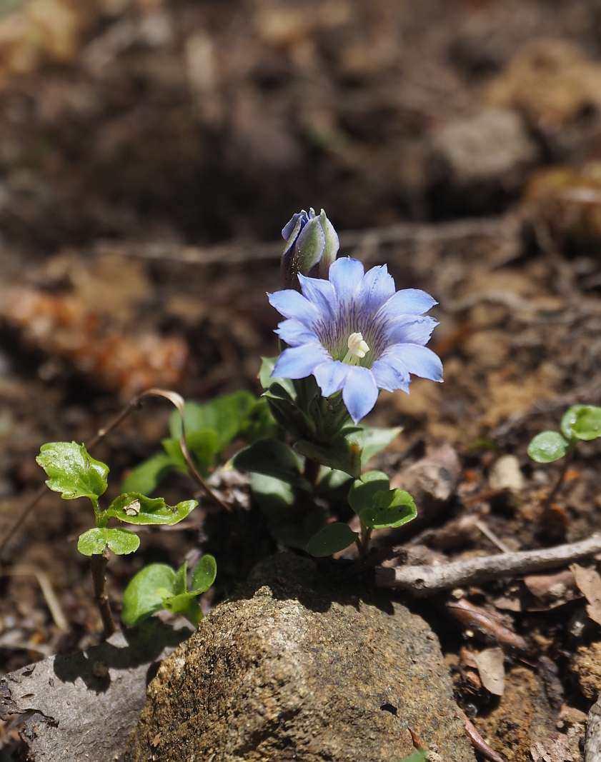 P4304385