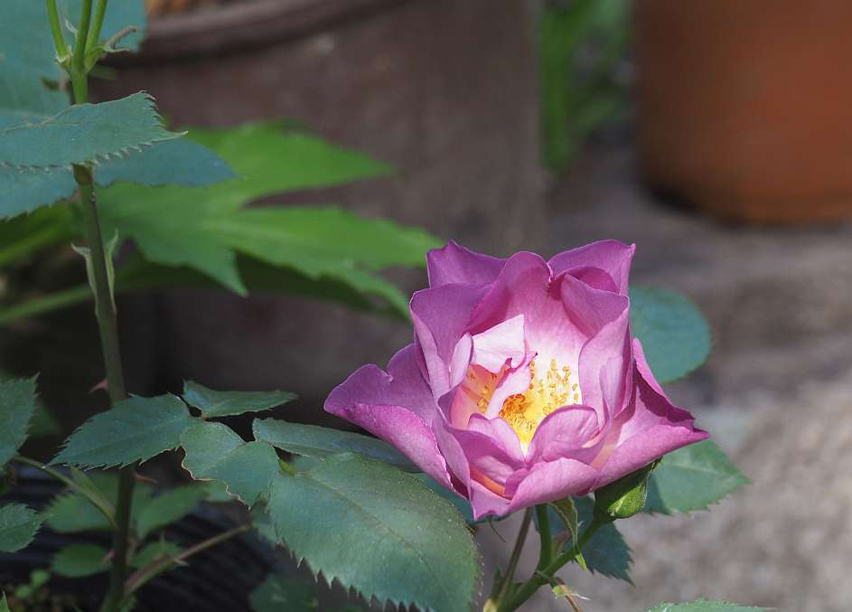 P5044986