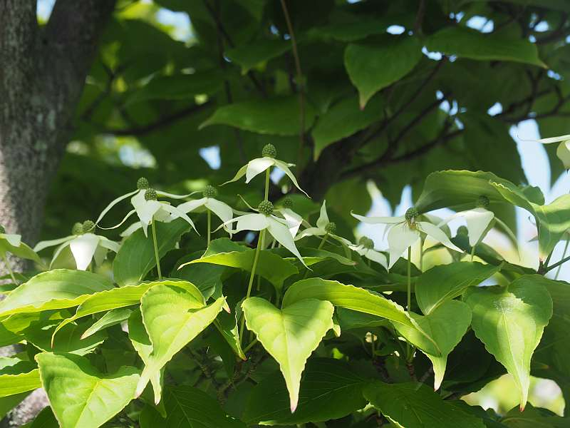 P5055020