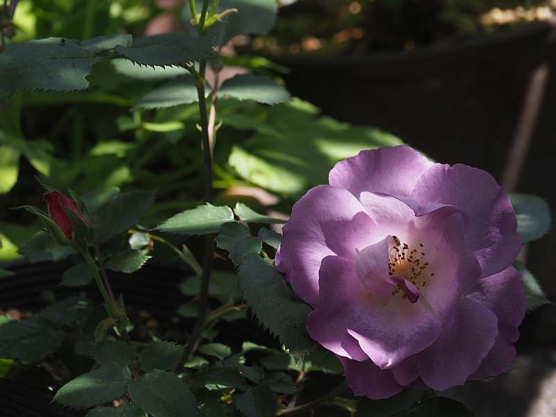 P5065060
