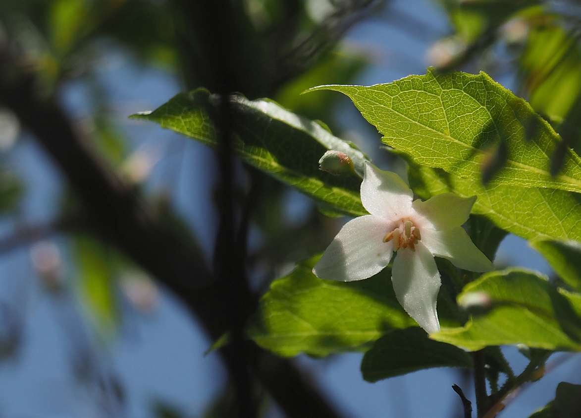 P5065083