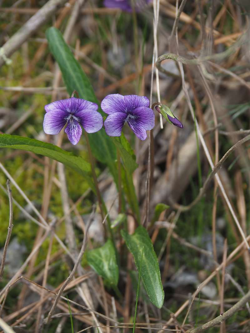 P4183269
