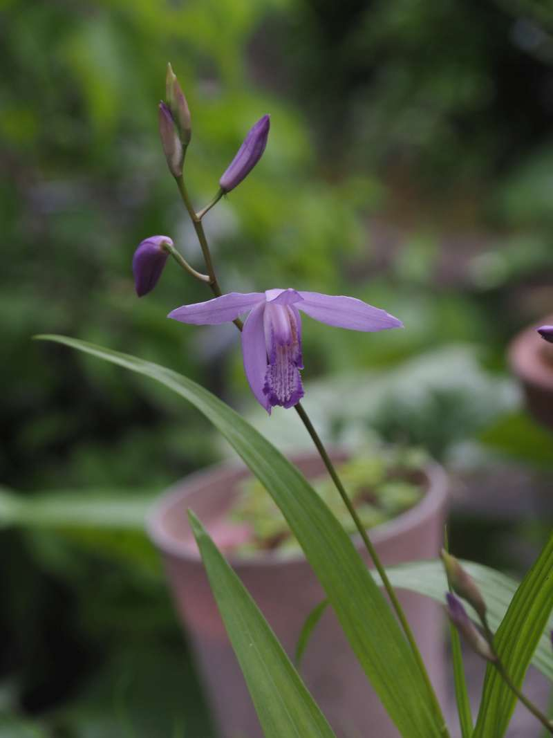 P5075124