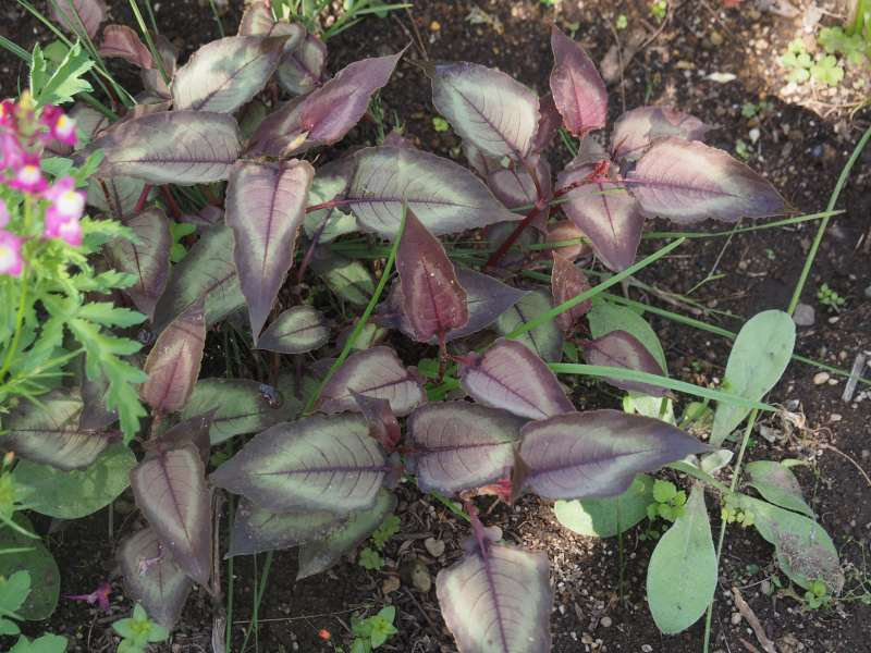 P5095189