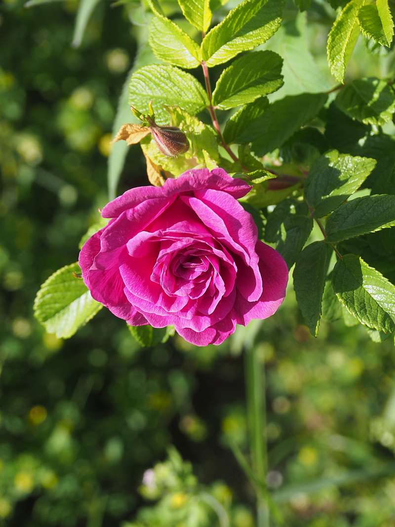 P5095214