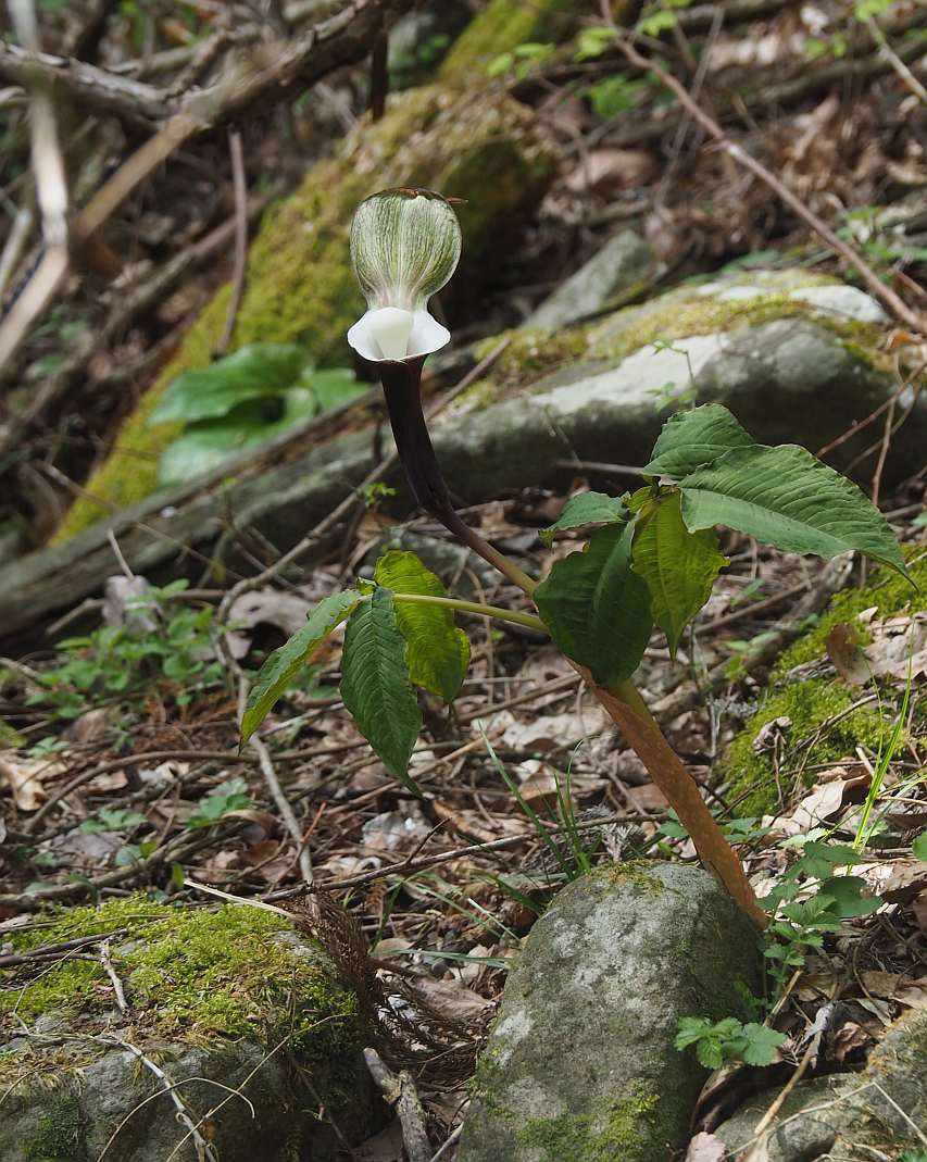P4183358