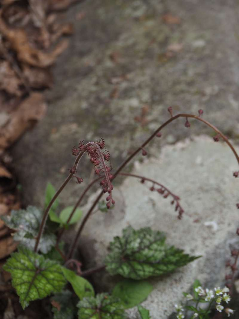 P4183375