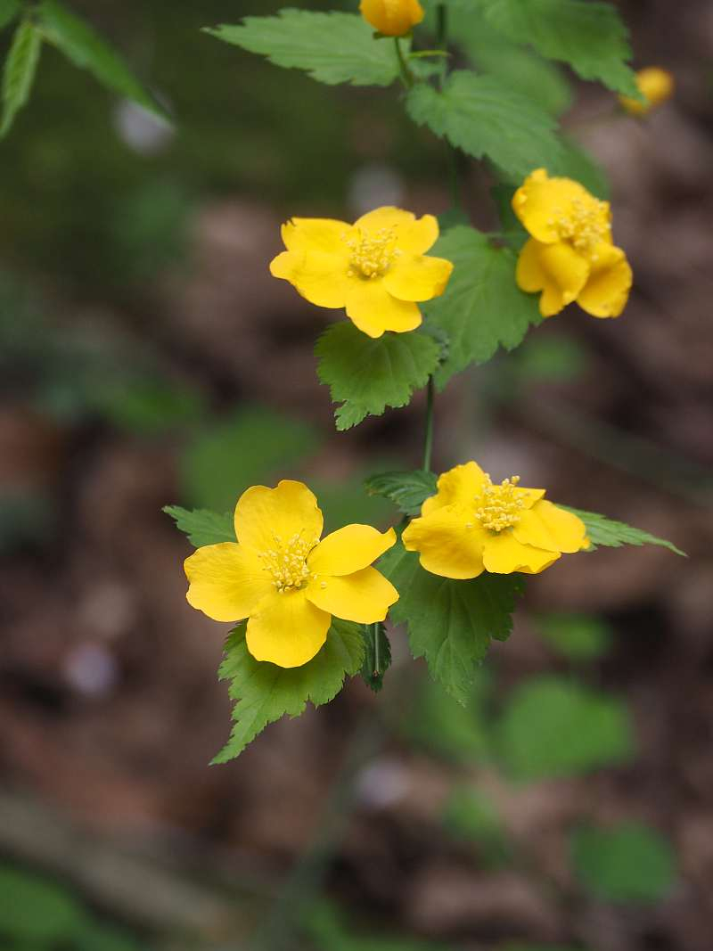 P4183378