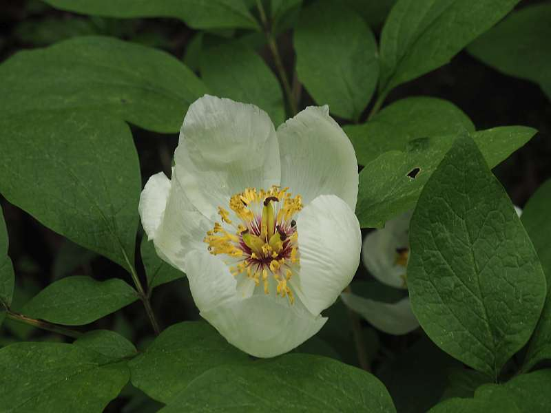 P5105571
