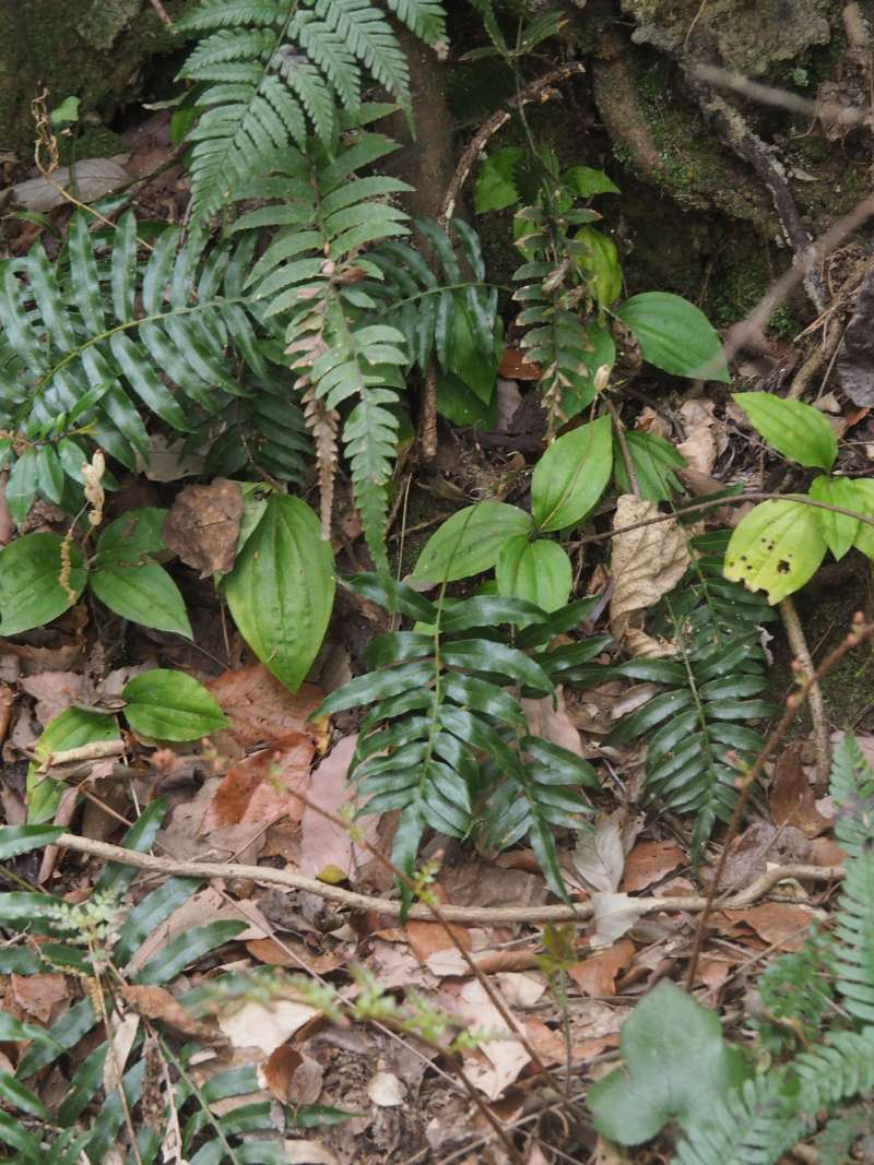 P4223571