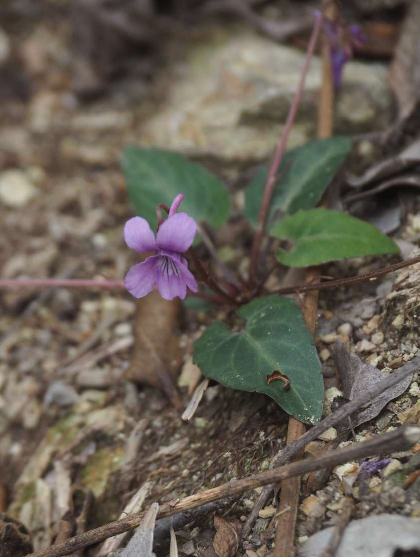 P4223588