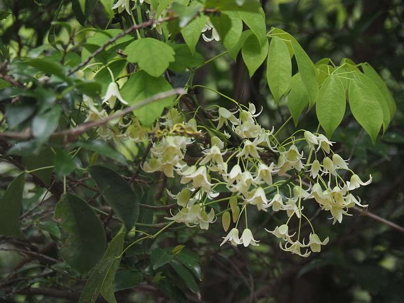 P4223591