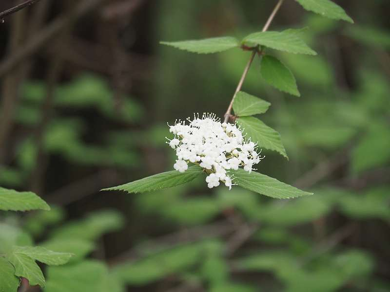 P4223595