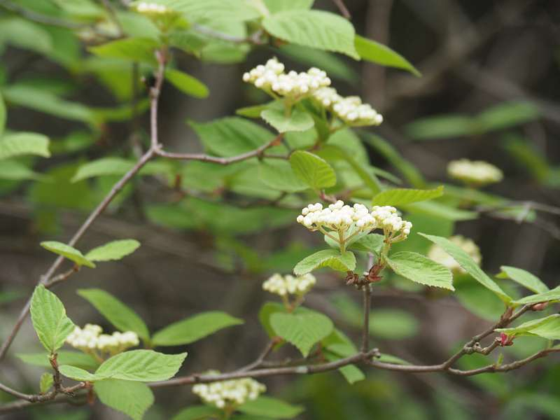 P4223616