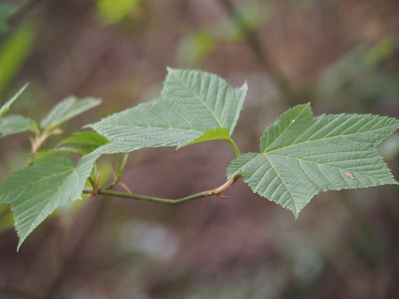 P4223654