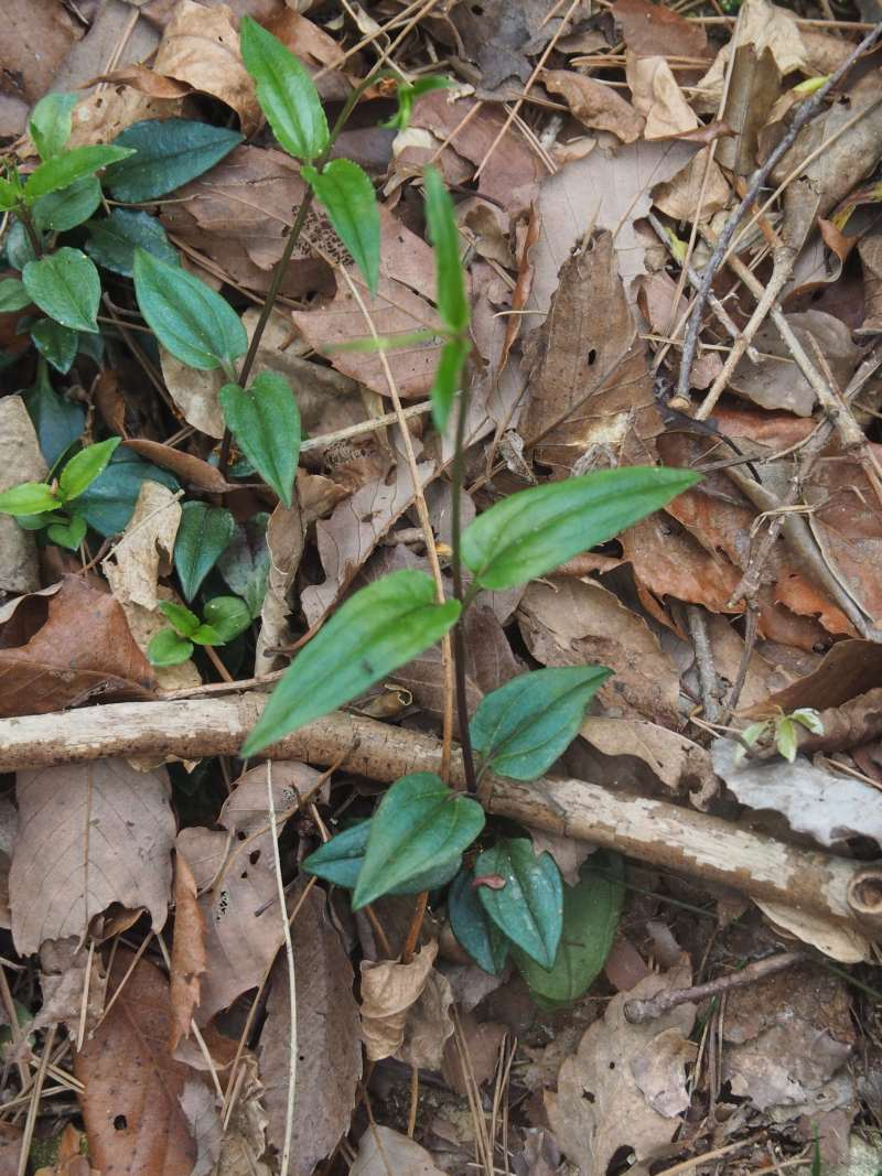 P4223669