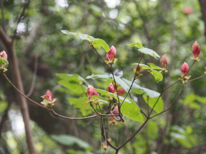 P4223677