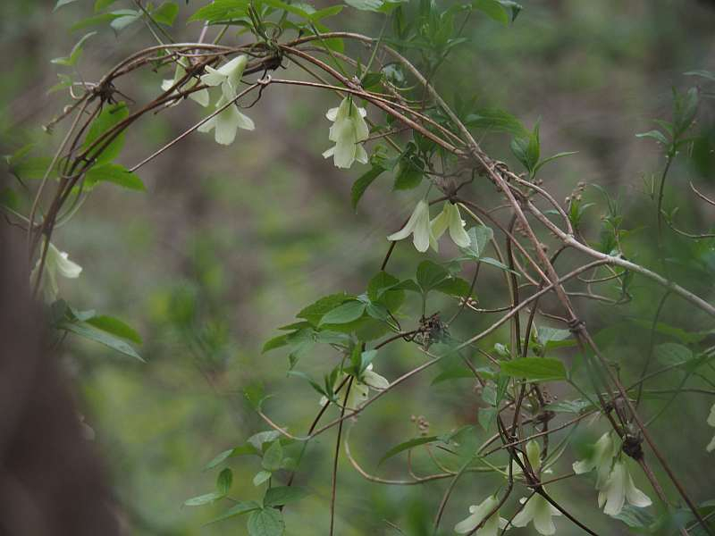 P4223827