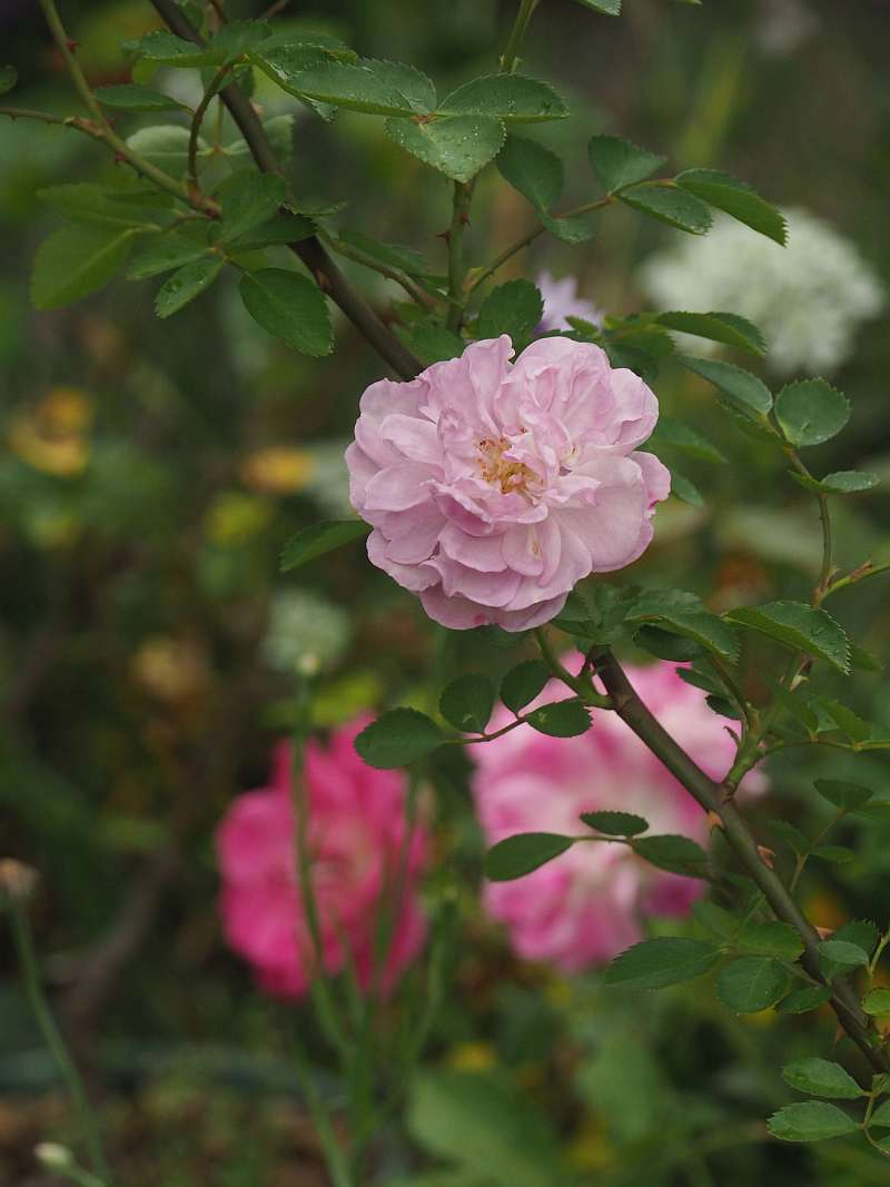 P5216521