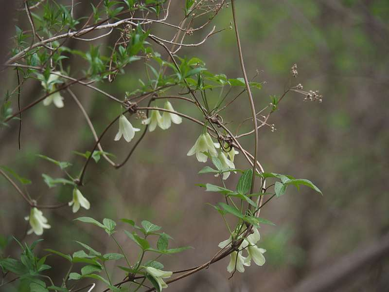 P4223828