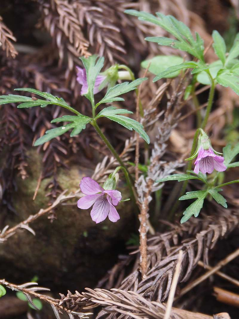 P4263881