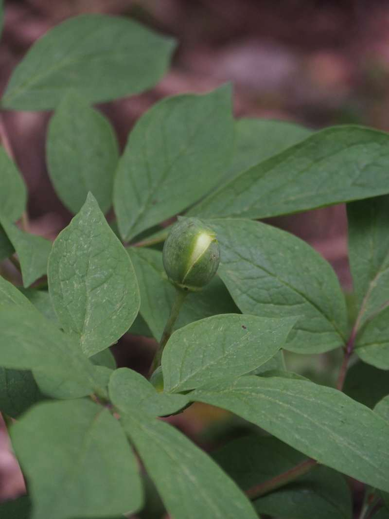 P4263908