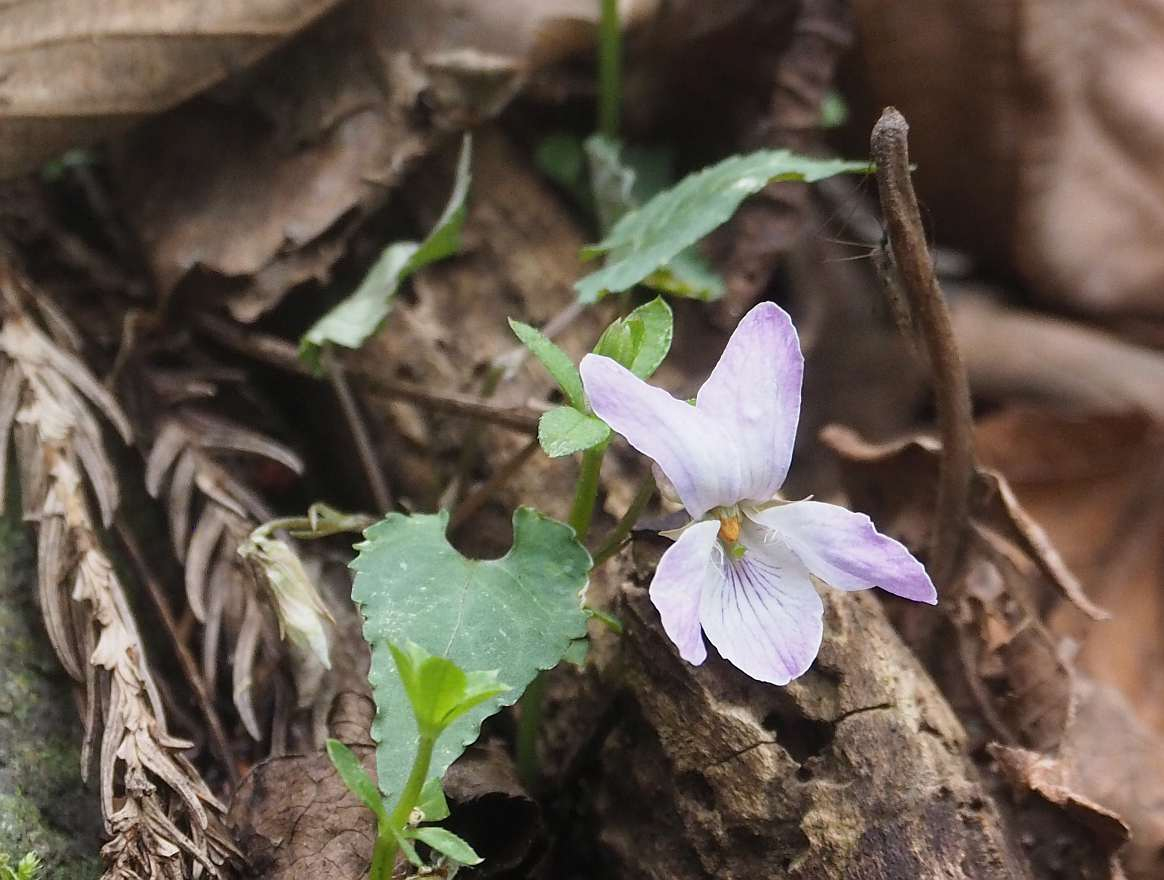 P4263923
