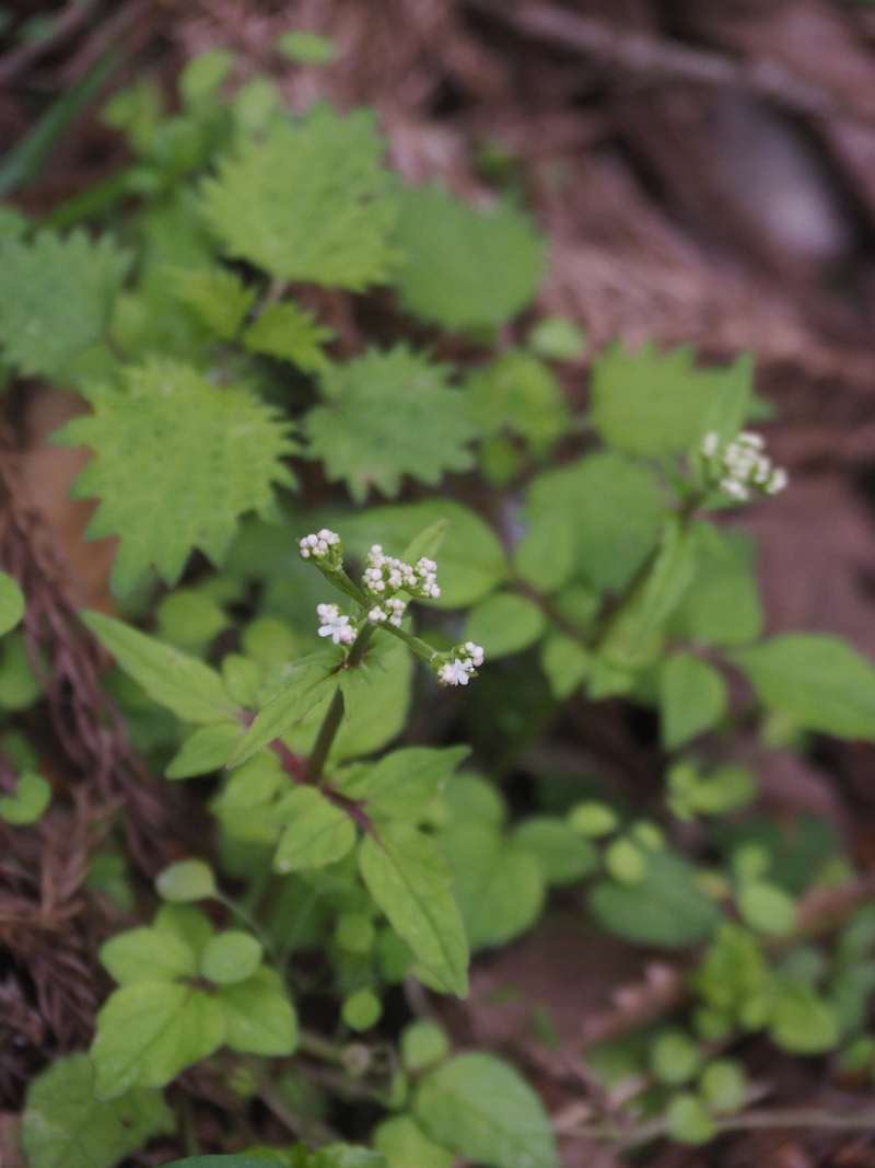 P4263929