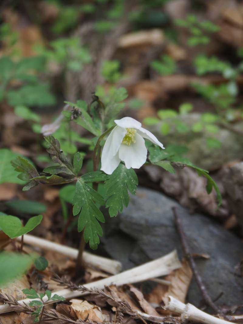 P4263944